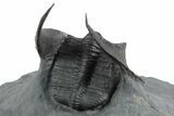 Detailed Scotoharpes Trilobite - Boudib, Morocco #350499-4